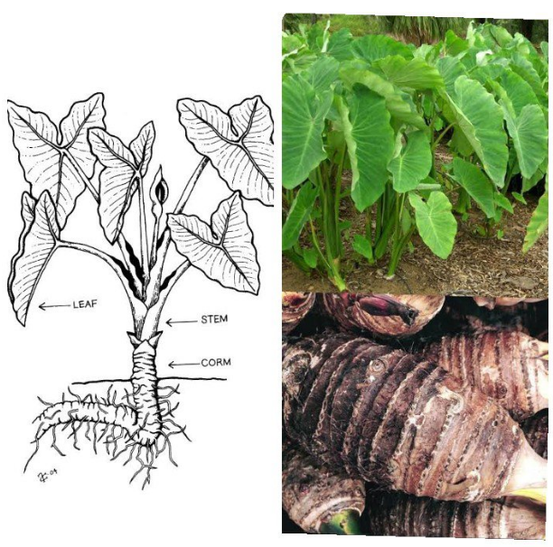 Cocoyam plant/Caladium plant