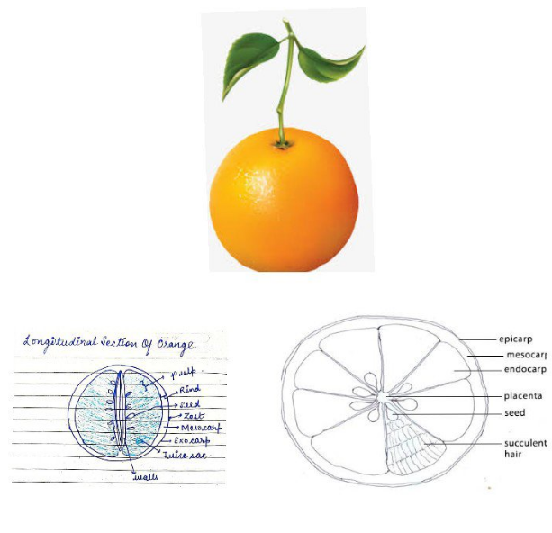 Ripe orange fruit