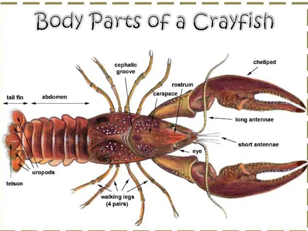 labelled crayfish