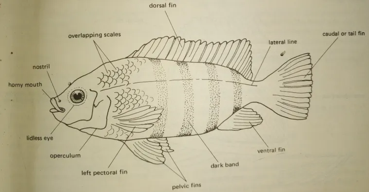 Diagram of Tilapia Fish