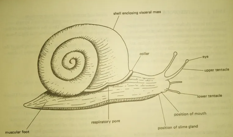 Drawing of a Snail