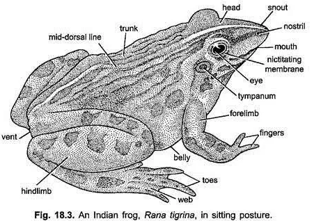 Diagram of Specimen B (Toad)