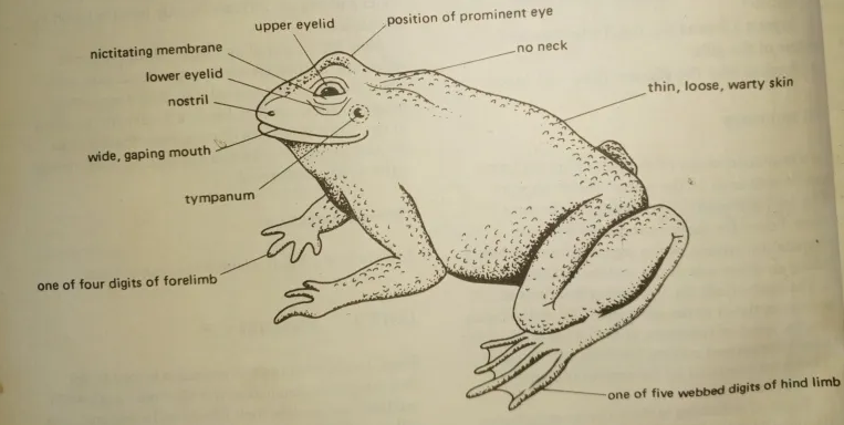 Drawing of Specimen B (Toad)
