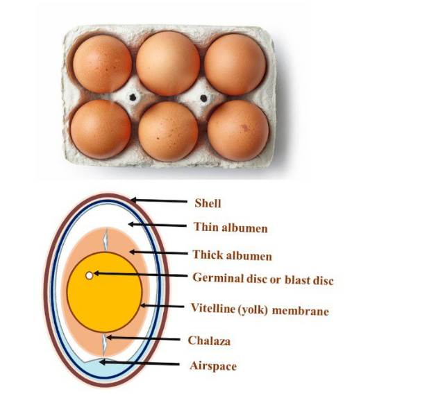different parts of an Egg Labelled