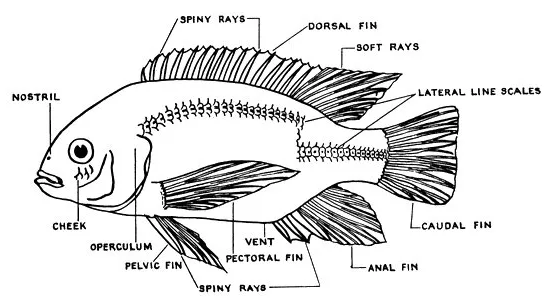 Drawing of Tilapia fish