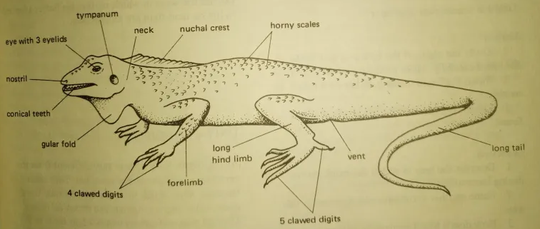 Labelled Drawing of Agama Lizard