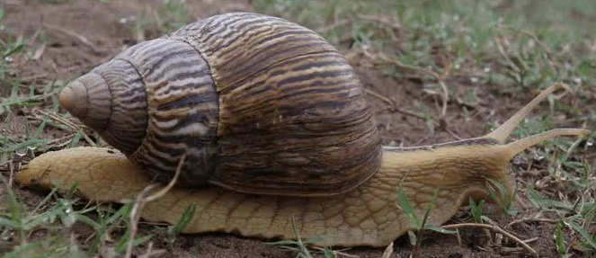 specimen A - Snail