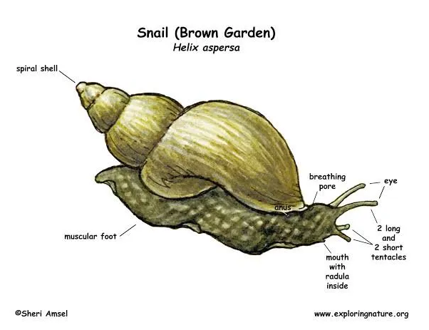 labelled snail